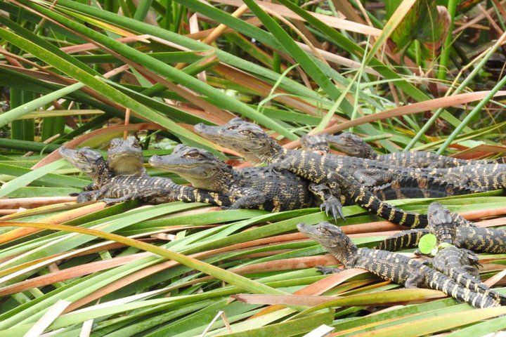 Baby Alligators!